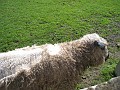 2011 UK England Beamish 0480